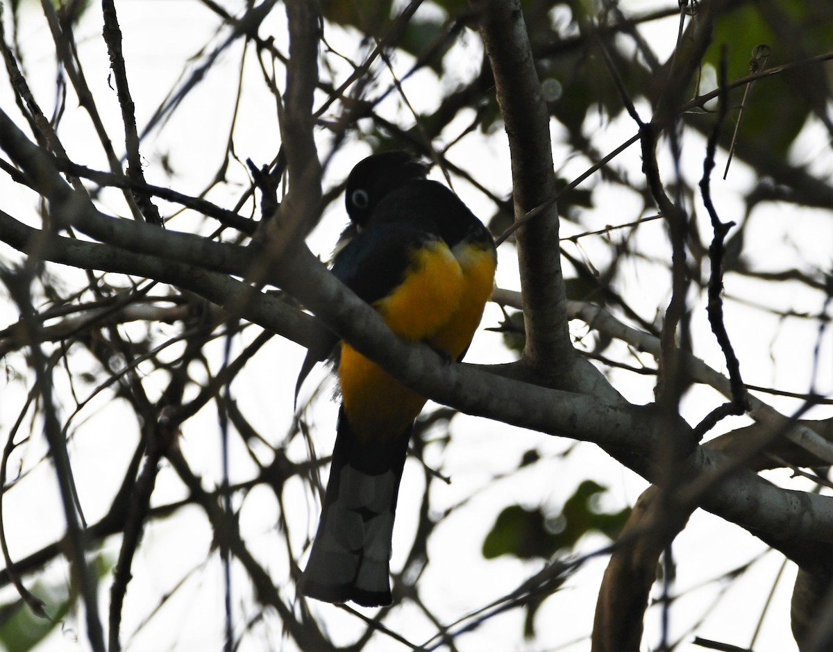 Trogon à tête noire - ML332072221