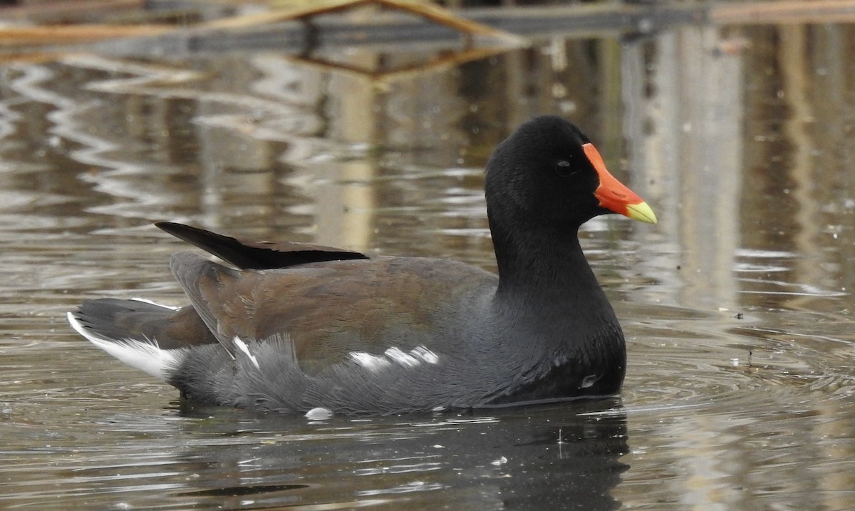 Common Gallinule - ML332072851