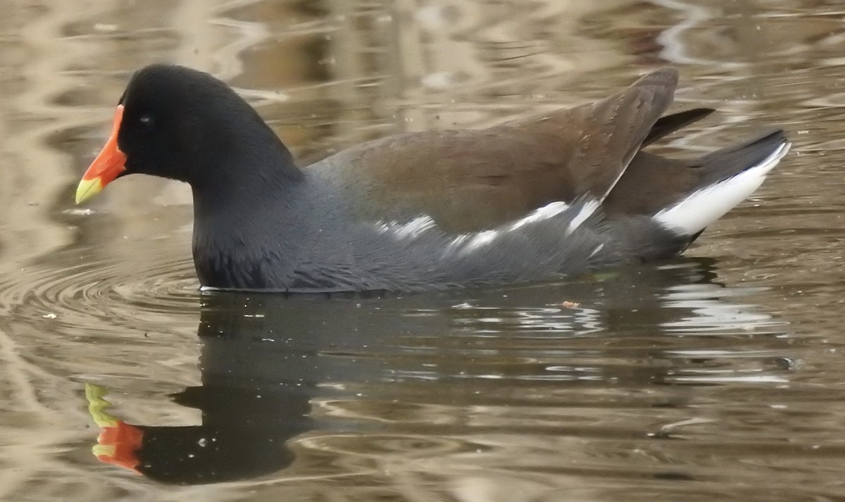 Common Gallinule - ML332072861