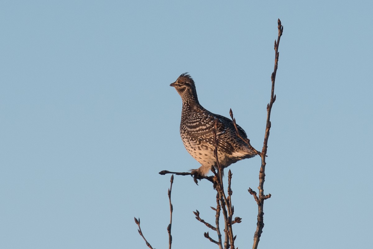 Sharp-tailed Grouse - Aaron Lang