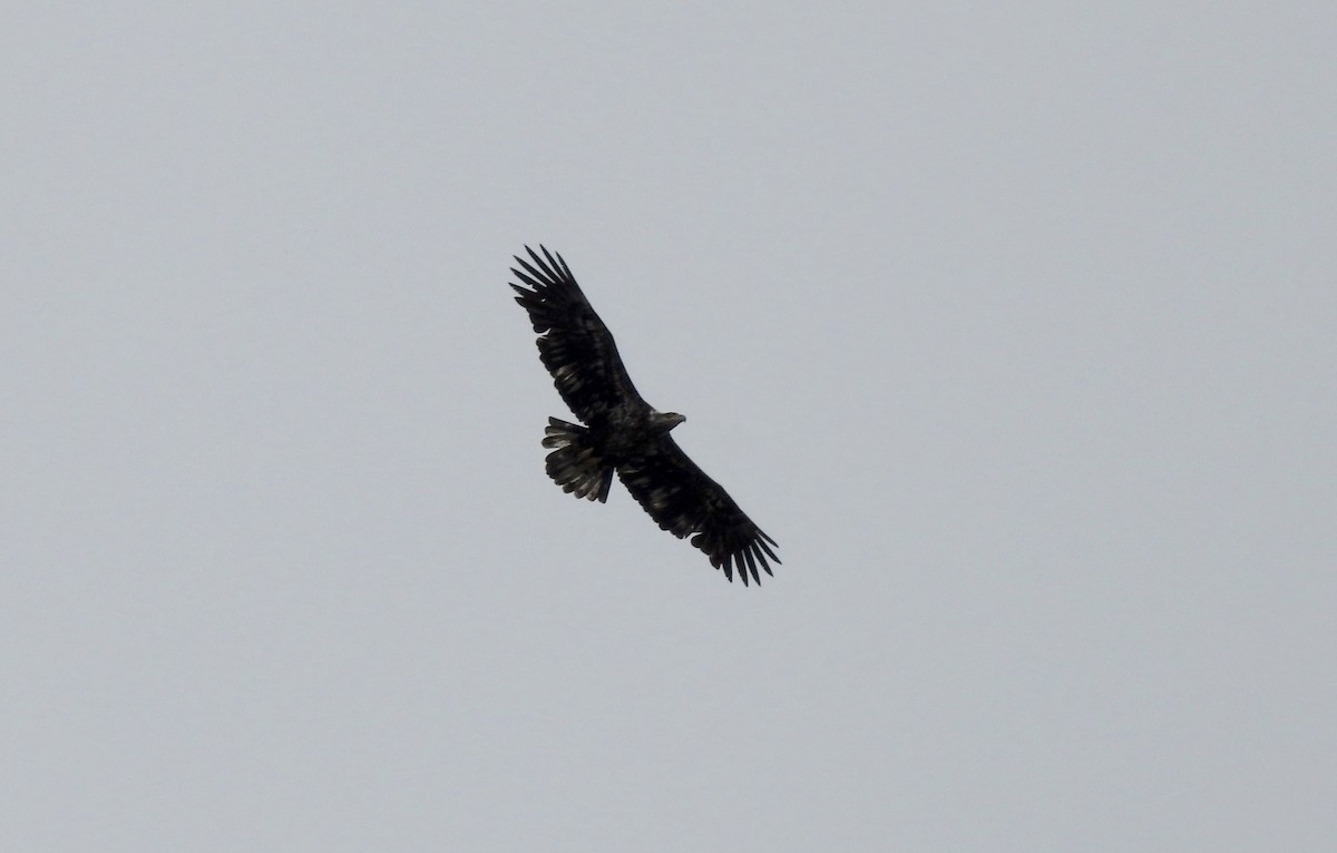 Bald Eagle - ML332073021