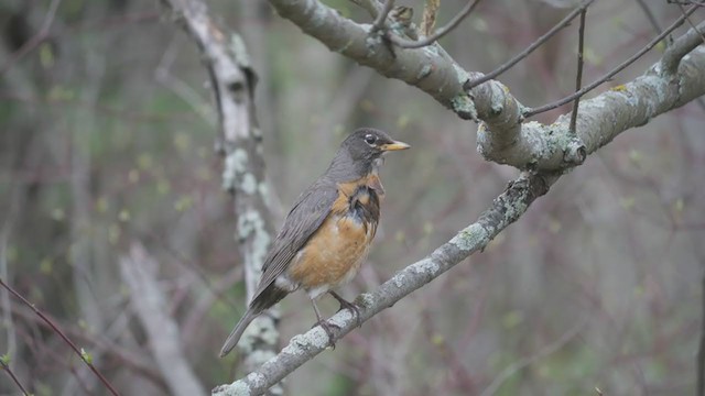 American Robin - ML332074671