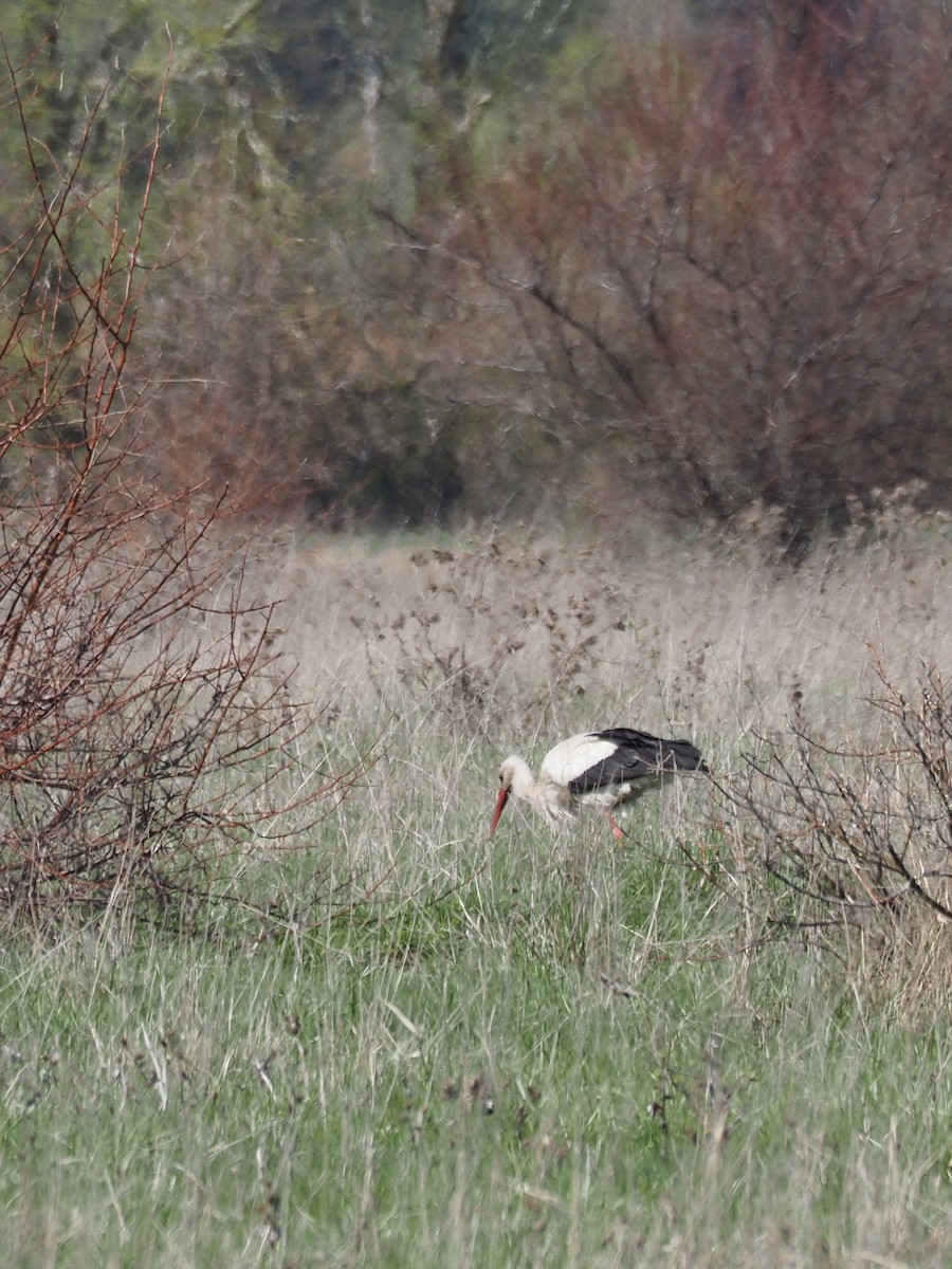 White Stork - ML332074971