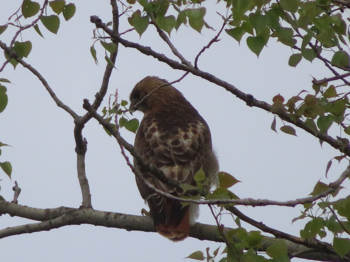 Red-tailed Hawk - ML332075051