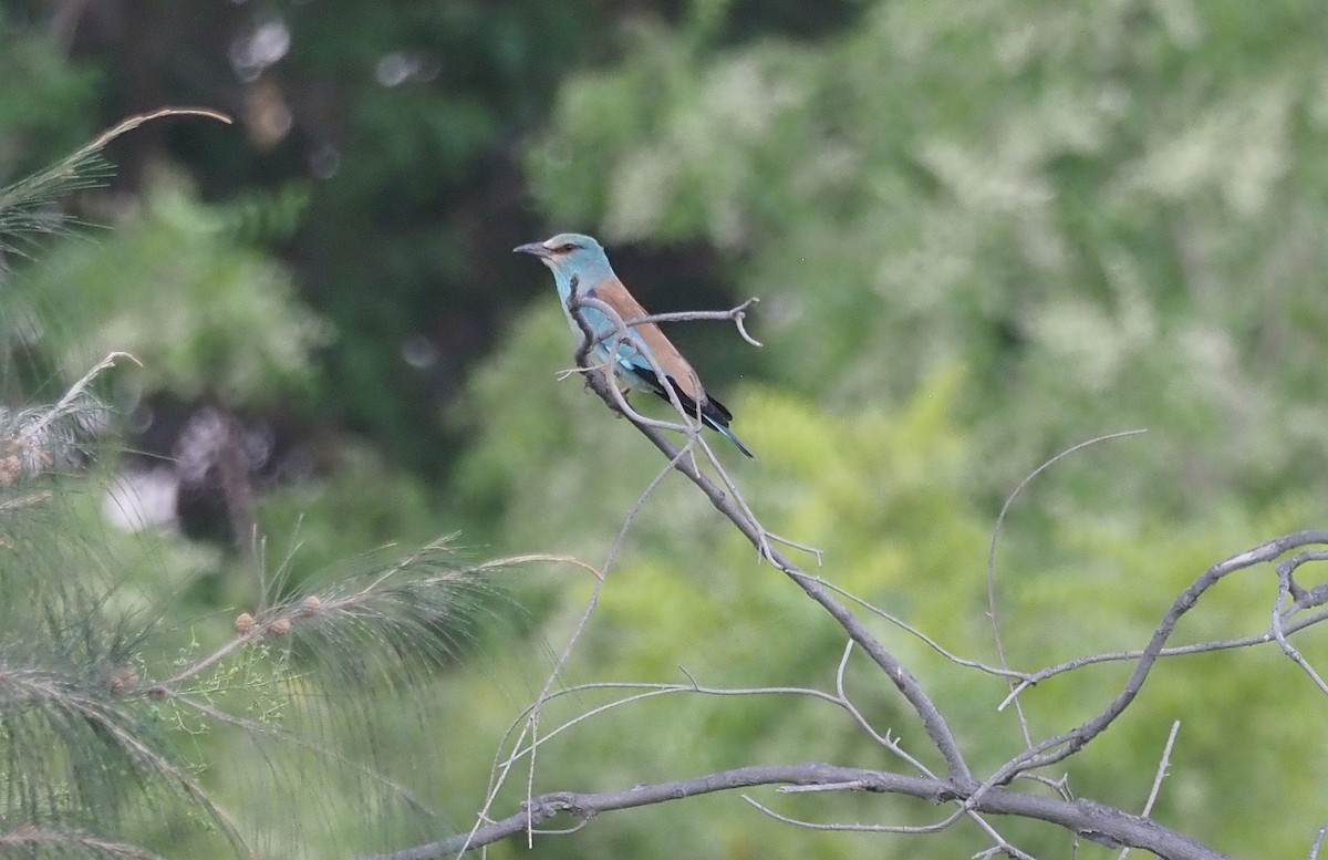 European Roller - Martin Meier