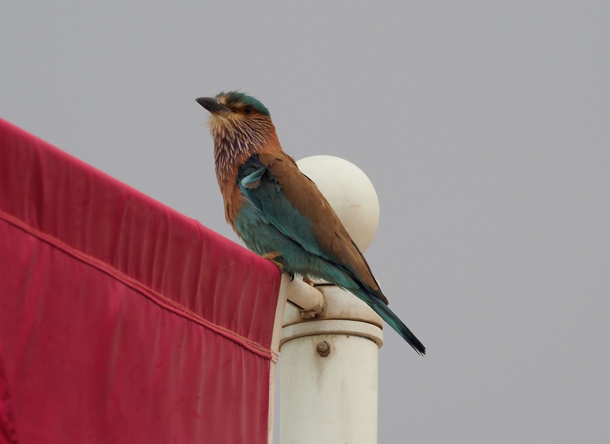 Indian Roller - Martin Meier