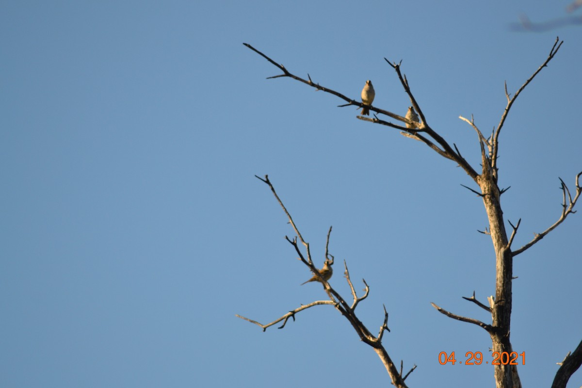 White-crowned Sparrow - ML332076711