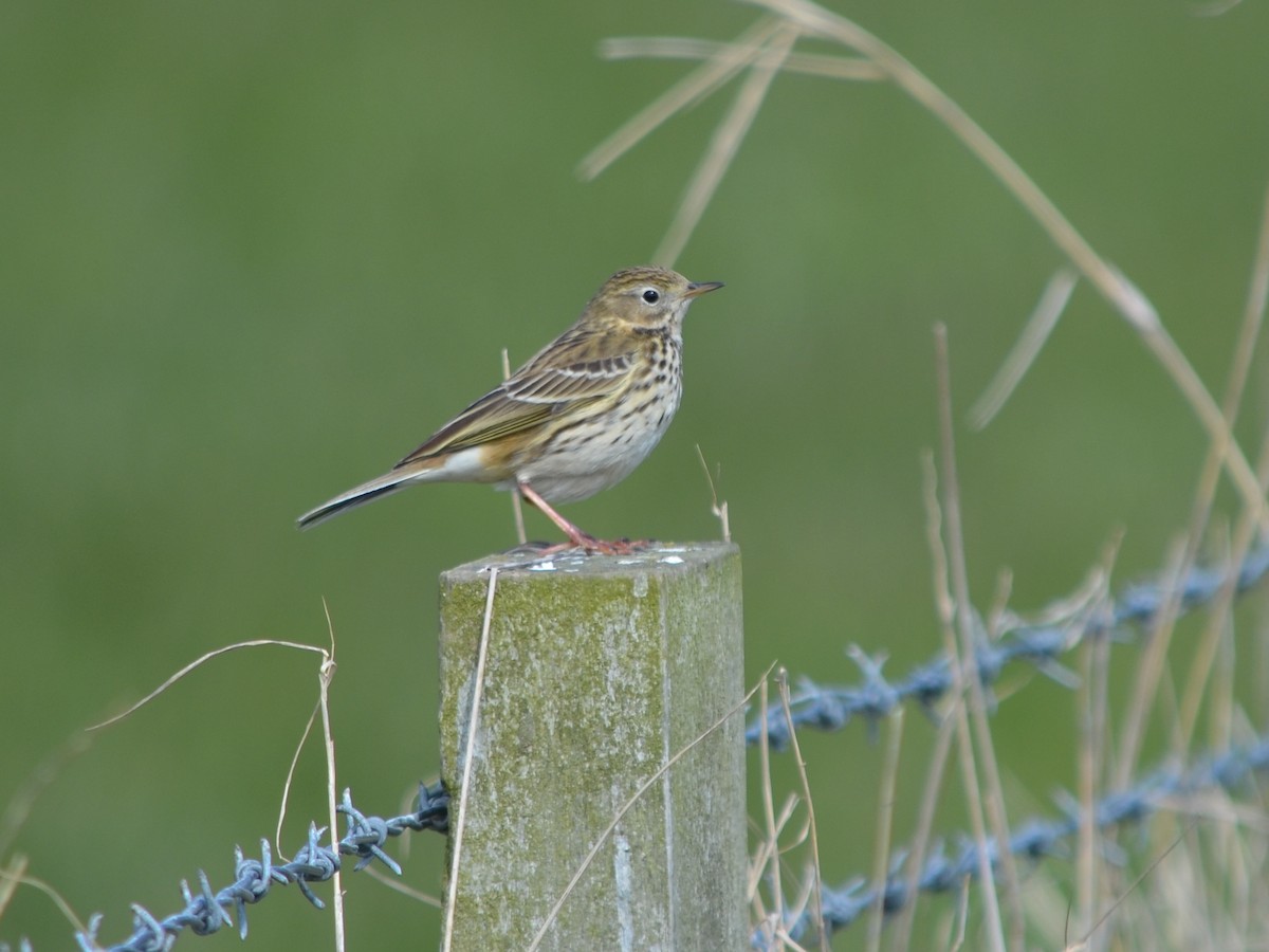 Meadow Pipit - ML332076741