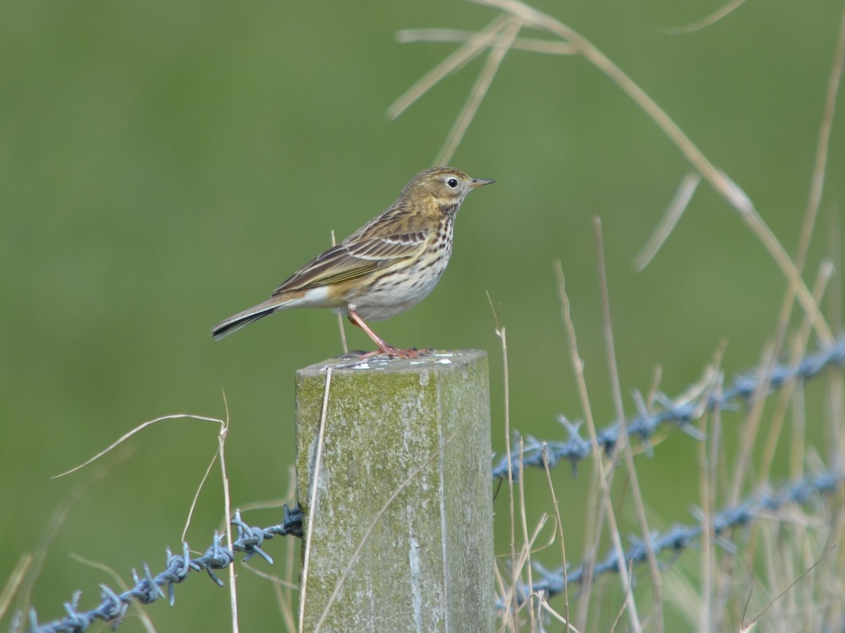 Meadow Pipit - ML332076751