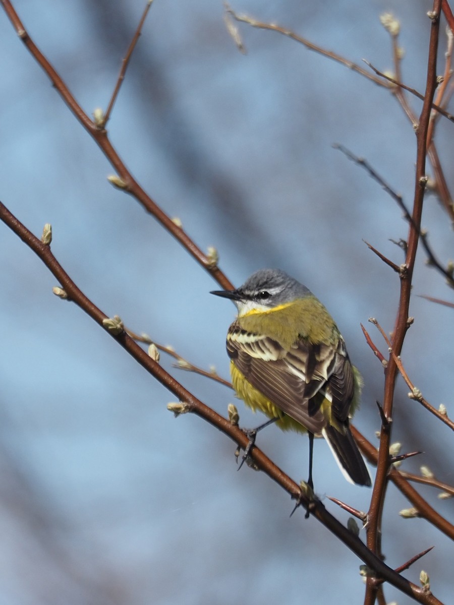 Western Yellow Wagtail - ML332076891