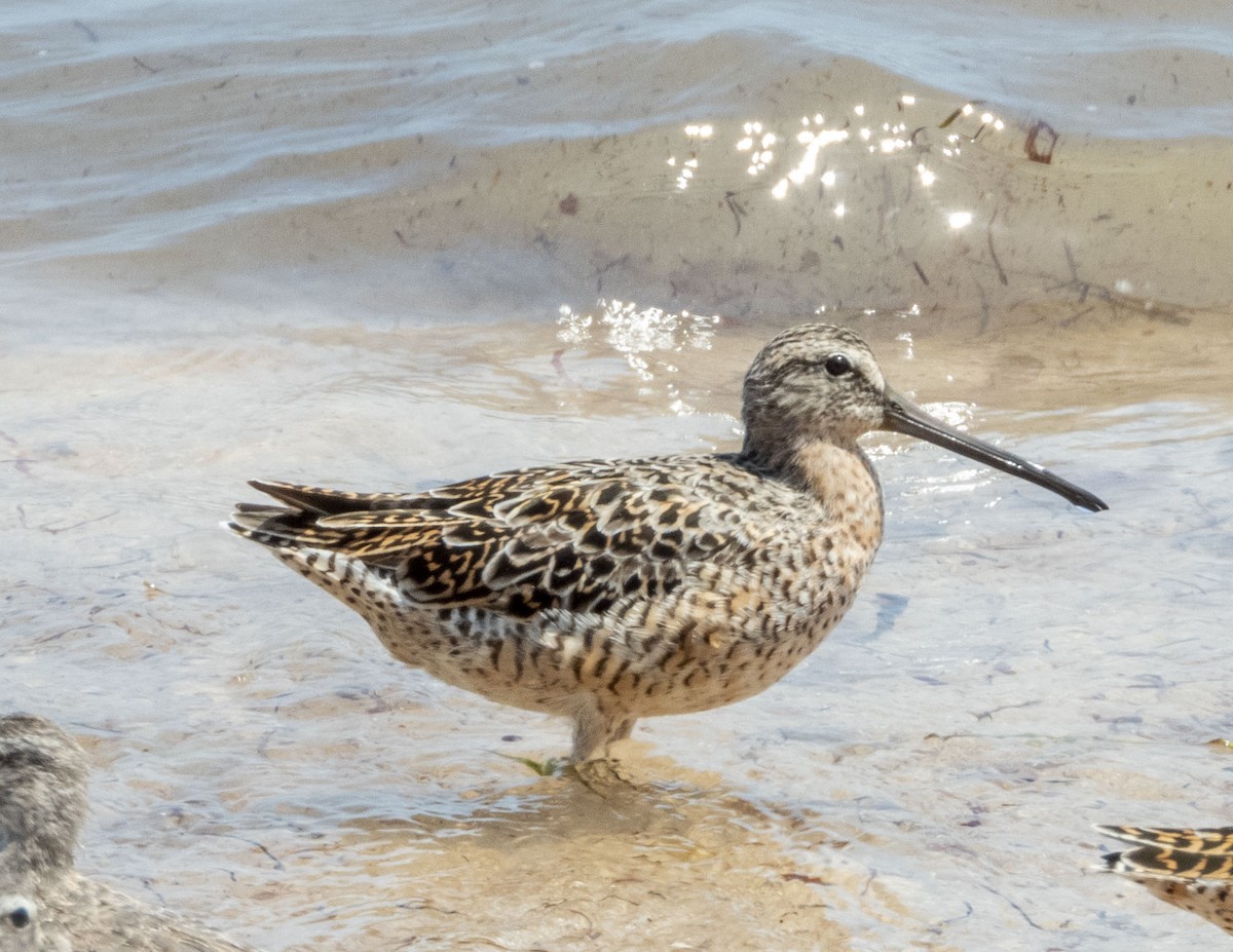 Short-billed Dowitcher - ML332077761