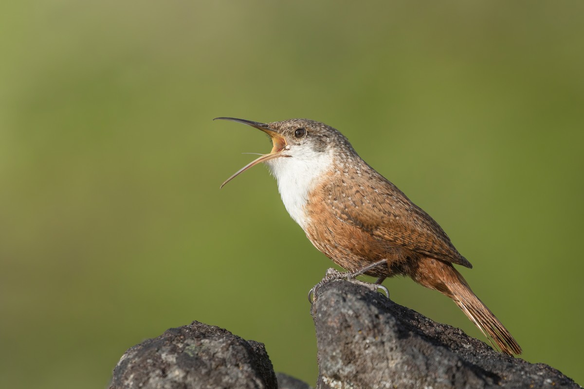 Canyon Wren - ML332077841