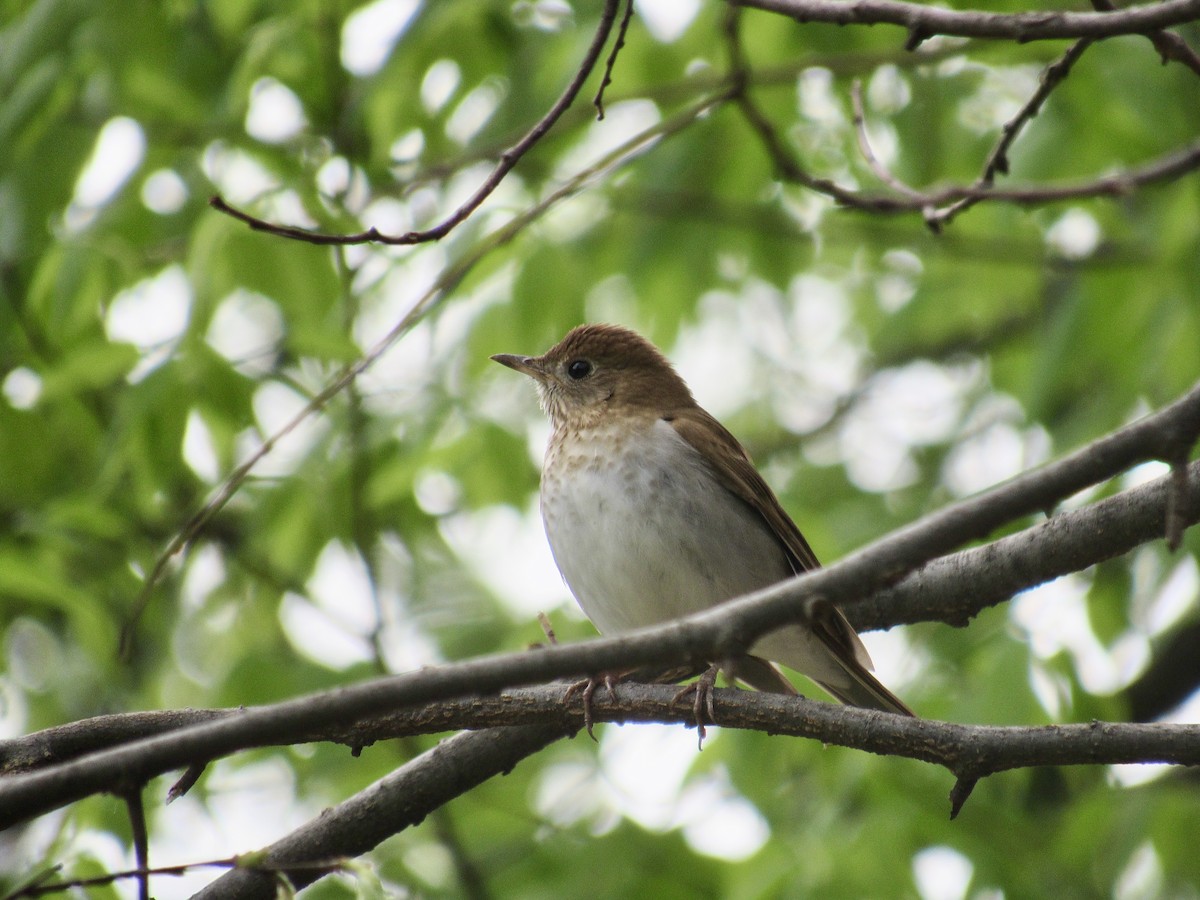 Veery - ML332077981