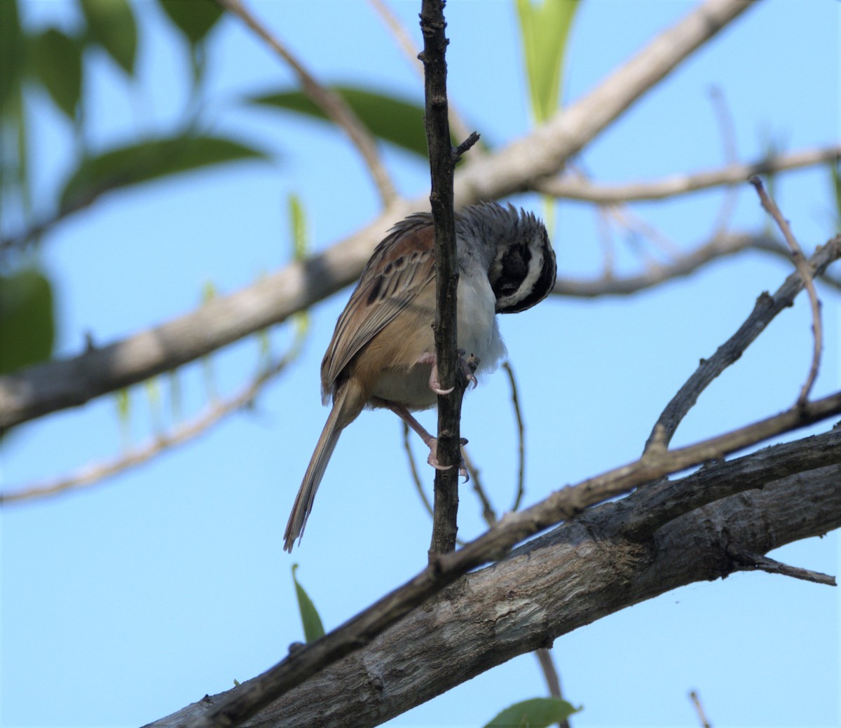 Stripe-headed Sparrow - ML332078111