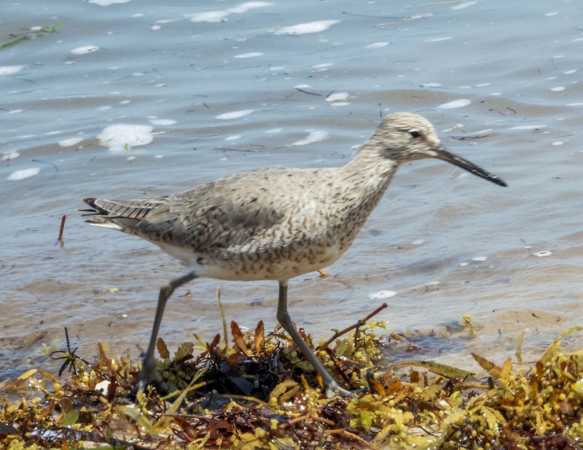 Willet - ML332078271