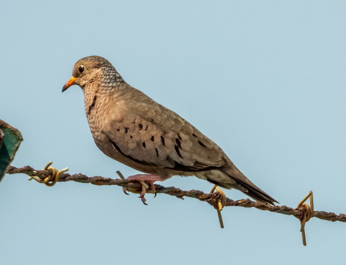 Common Ground Dove - ML332078811
