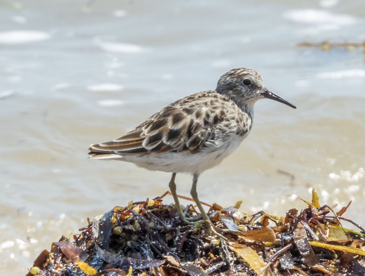 Least Sandpiper - ML332079731