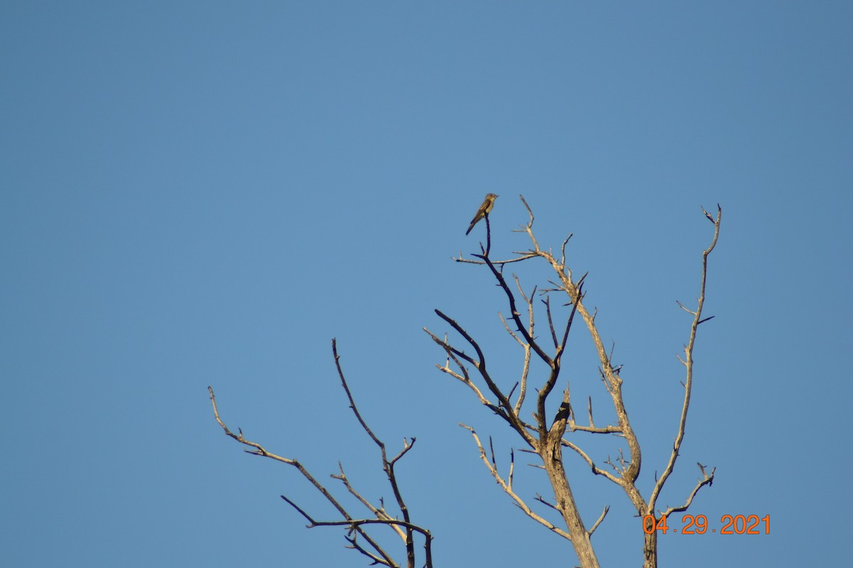 Western Wood-Pewee - ML332080581