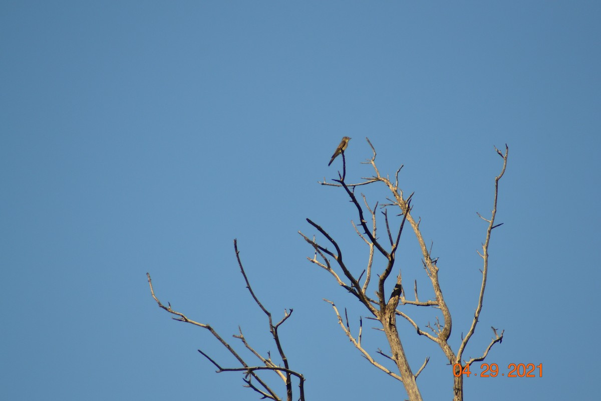 Western Wood-Pewee - ML332080581