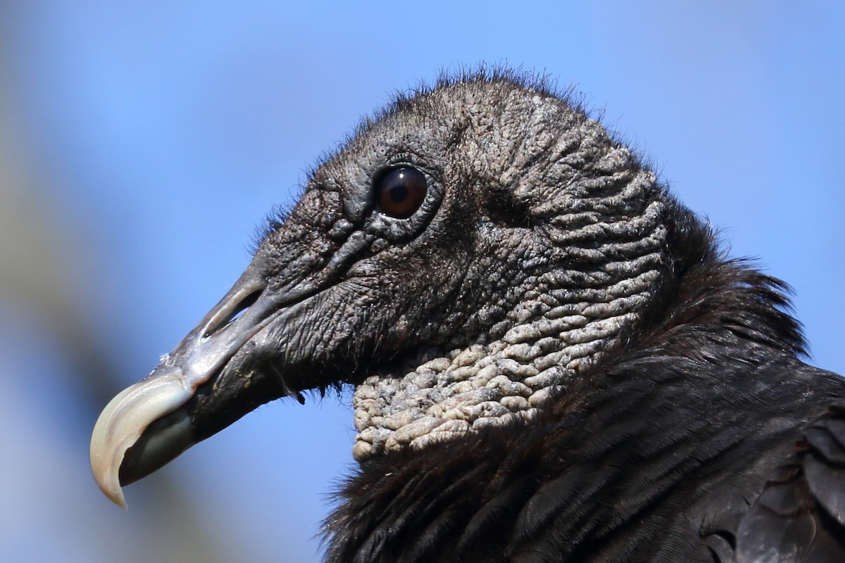 Black Vulture - ML332081241
