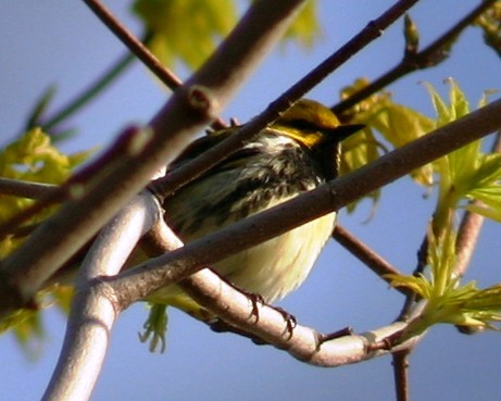 Black-throated Green Warbler - ML332082181