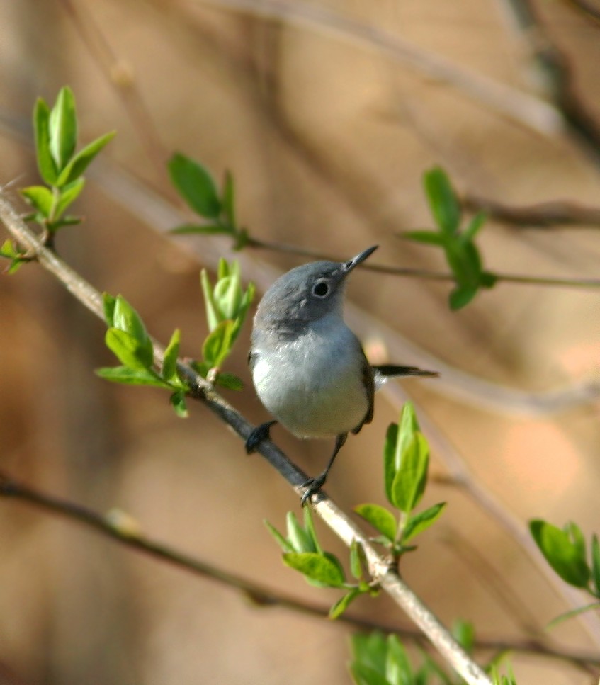 Blue-gray Gnatcatcher - ML332082351