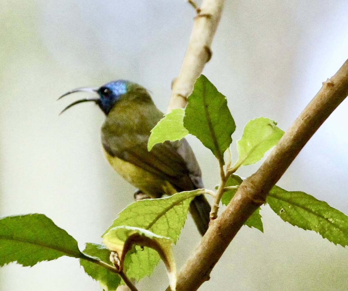 Cameroon Sunbird - ML332082601