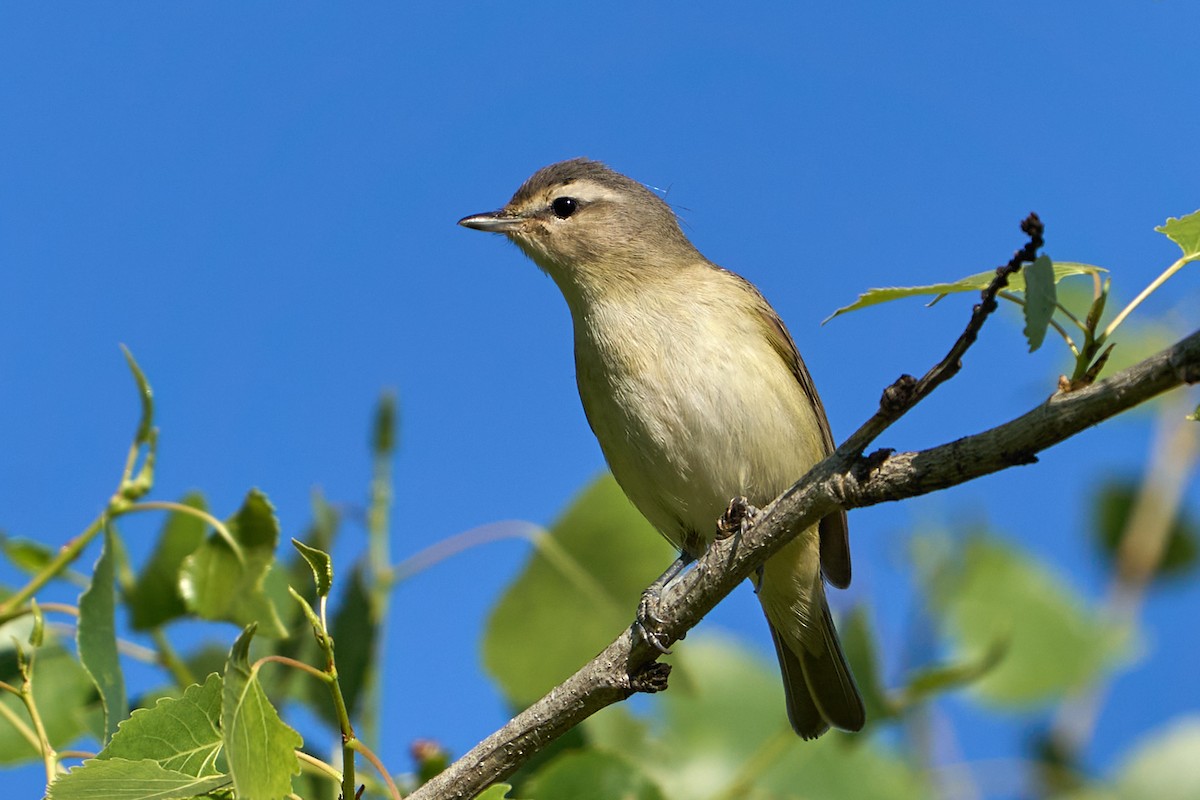 Warbling Vireo - ML332082781