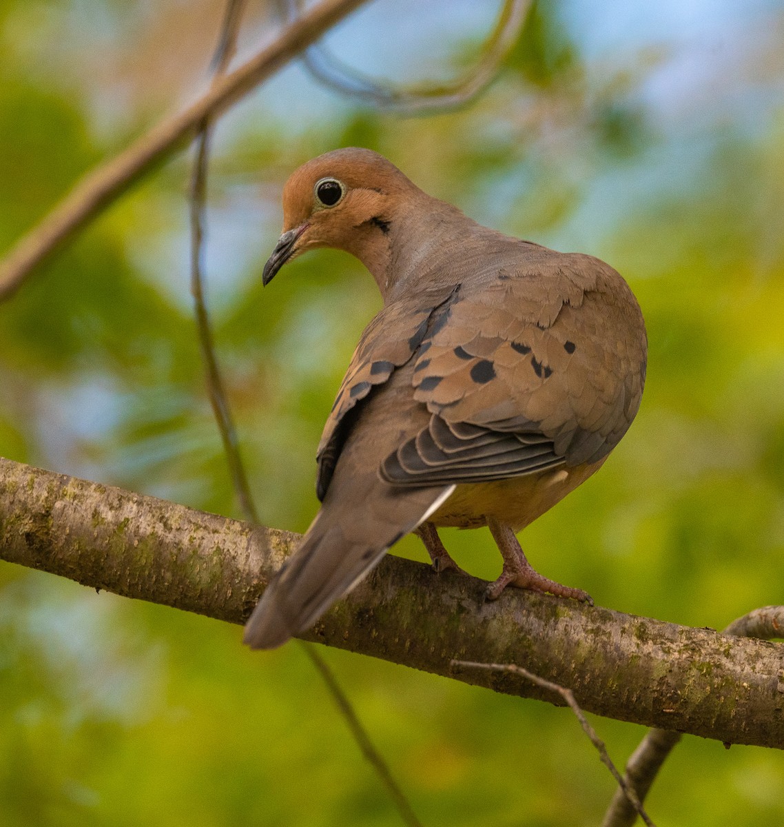 Mourning Dove - ML332083391