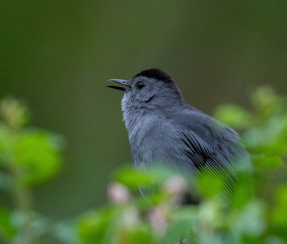 Gray Catbird - kara mason