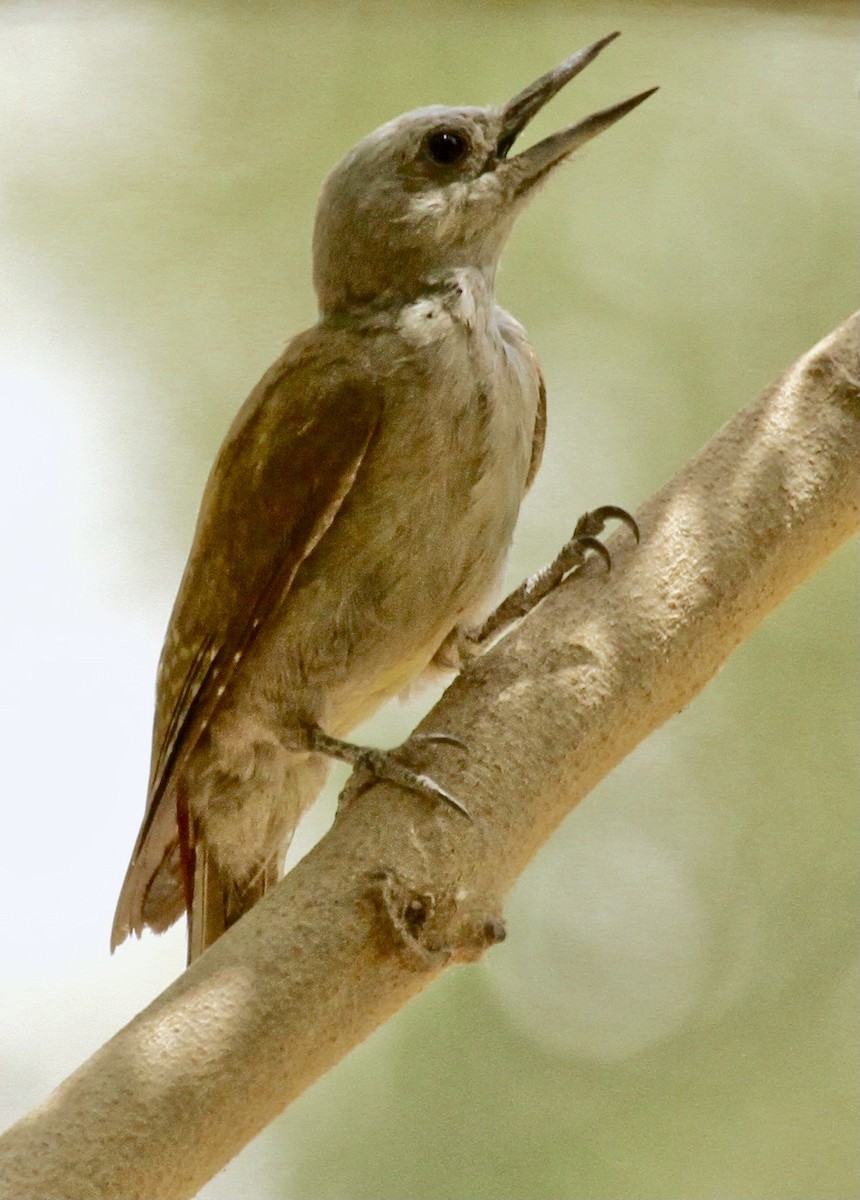African Gray Woodpecker - ML332085901