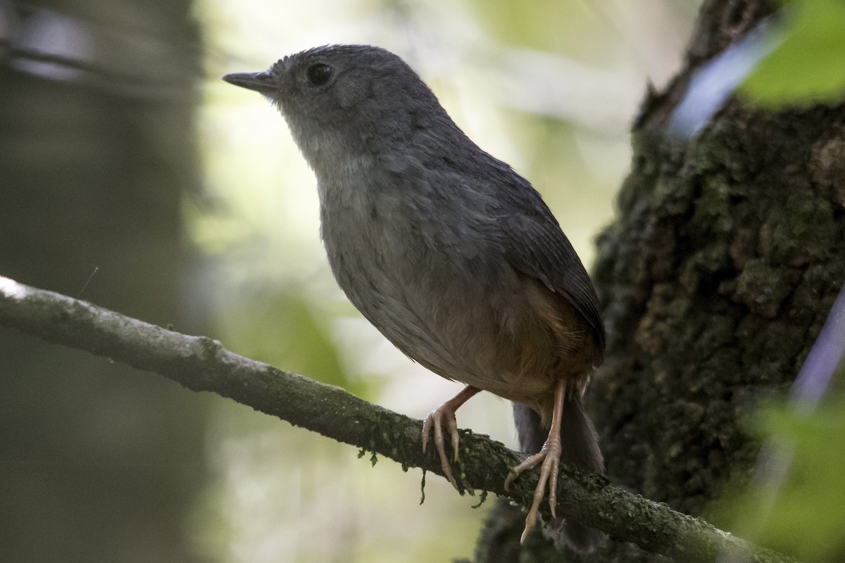 Brasilia Tapaculo - ML33208641