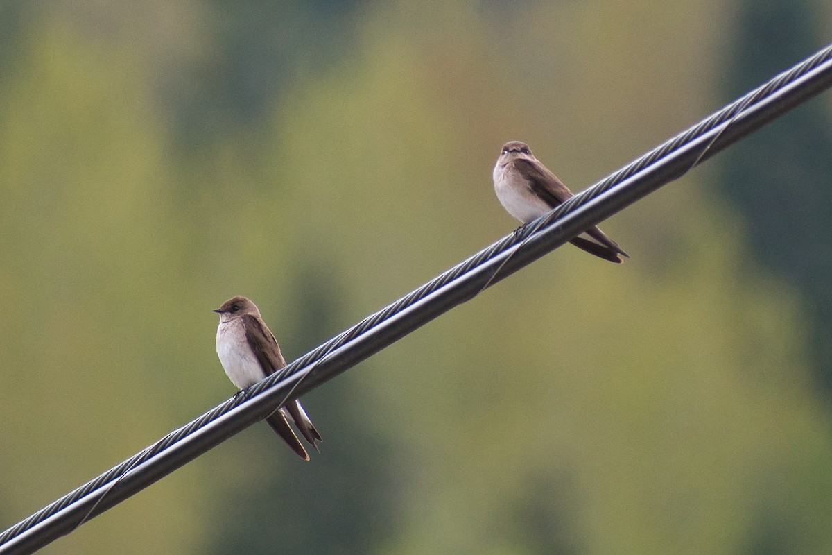 Northern Rough-winged Swallow - ML332087221