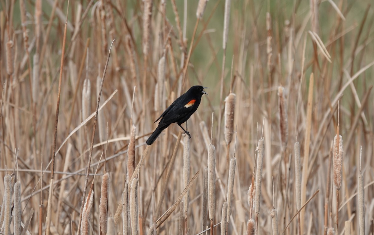 Tricolored Blackbird - ML332087681
