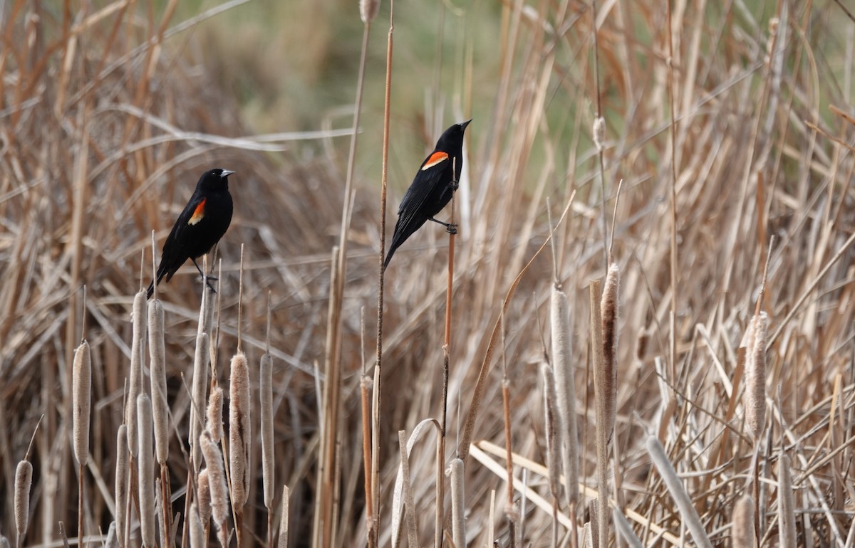 Tricolored Blackbird - ML332087861