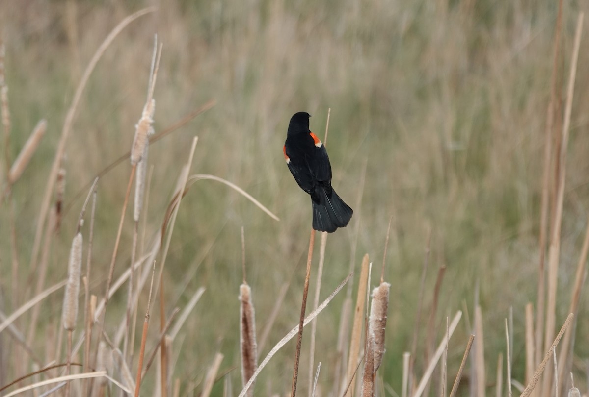 Tricolored Blackbird - ML332088461