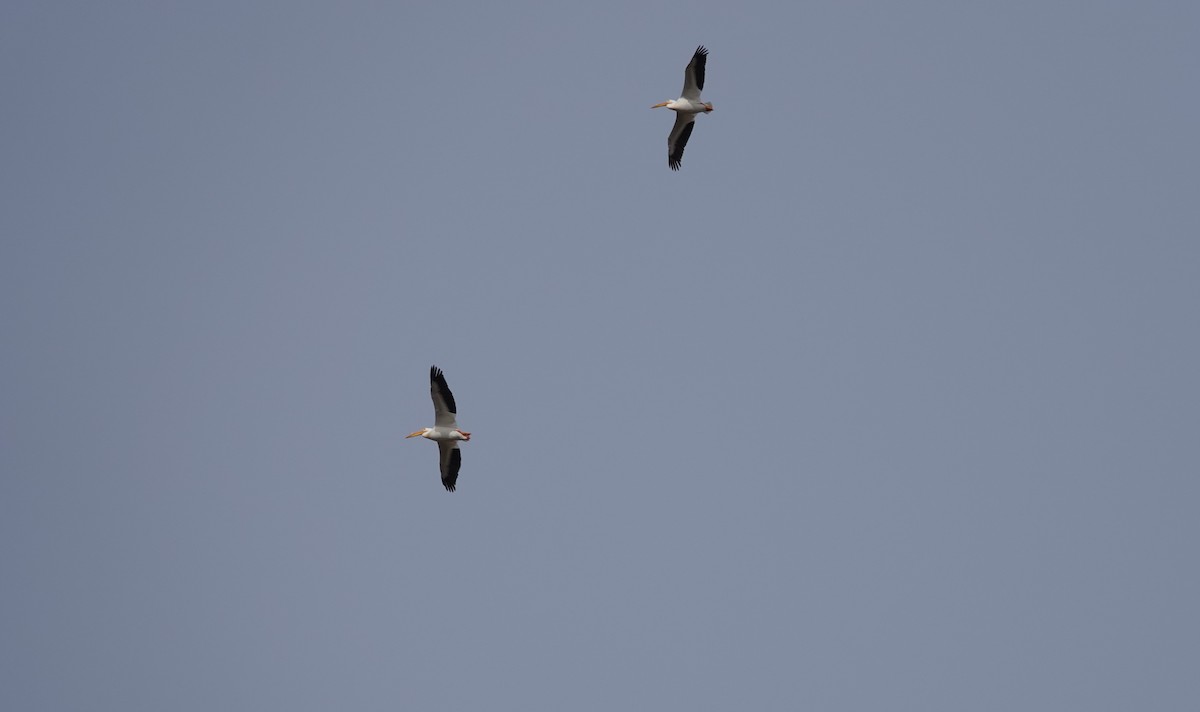 American White Pelican - ML332089821
