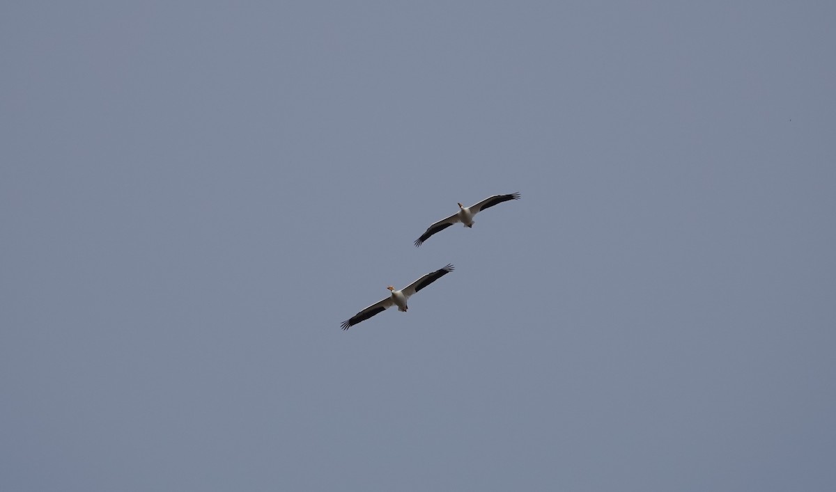 American White Pelican - ML332089861