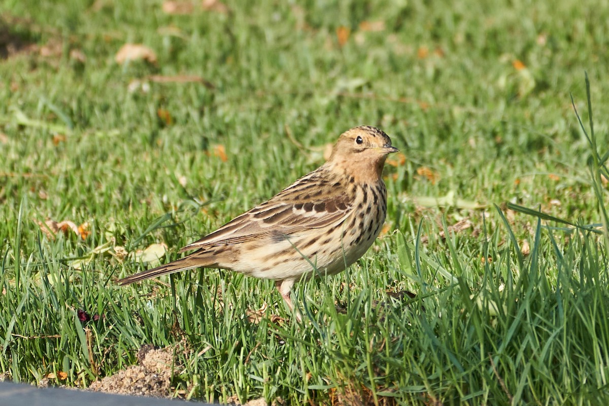 Red-throated Pipit - ML332090411