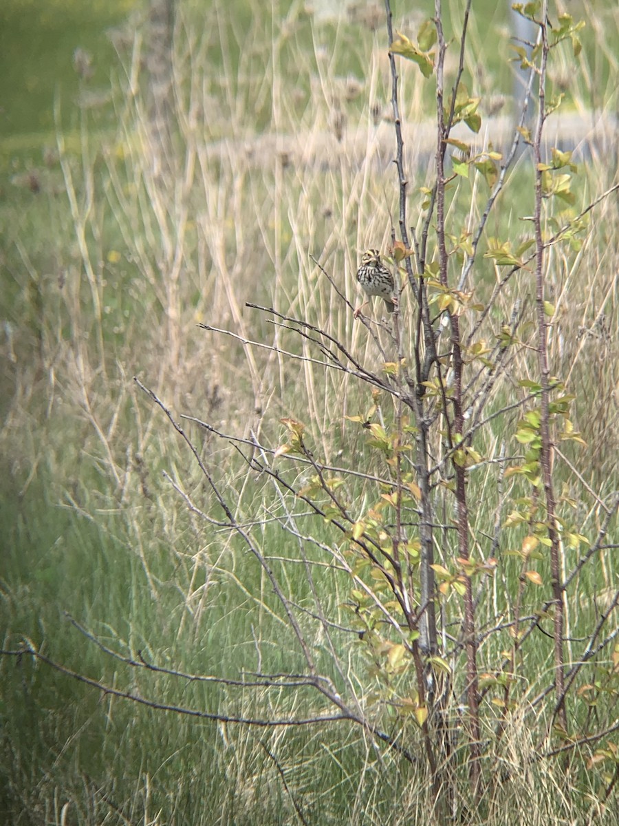 Savannah Sparrow - ML332090561