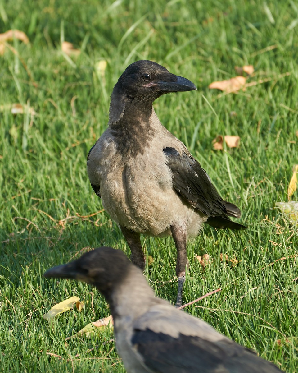 Hooded Crow - ML332090721