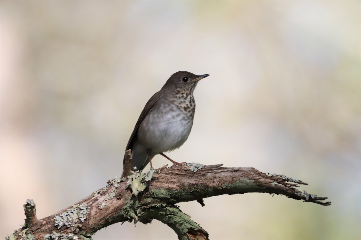 Gray-cheeked Thrush - ML332091001