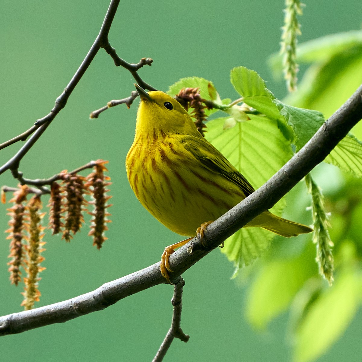 Northern Yellow Warbler - Brennan Moore