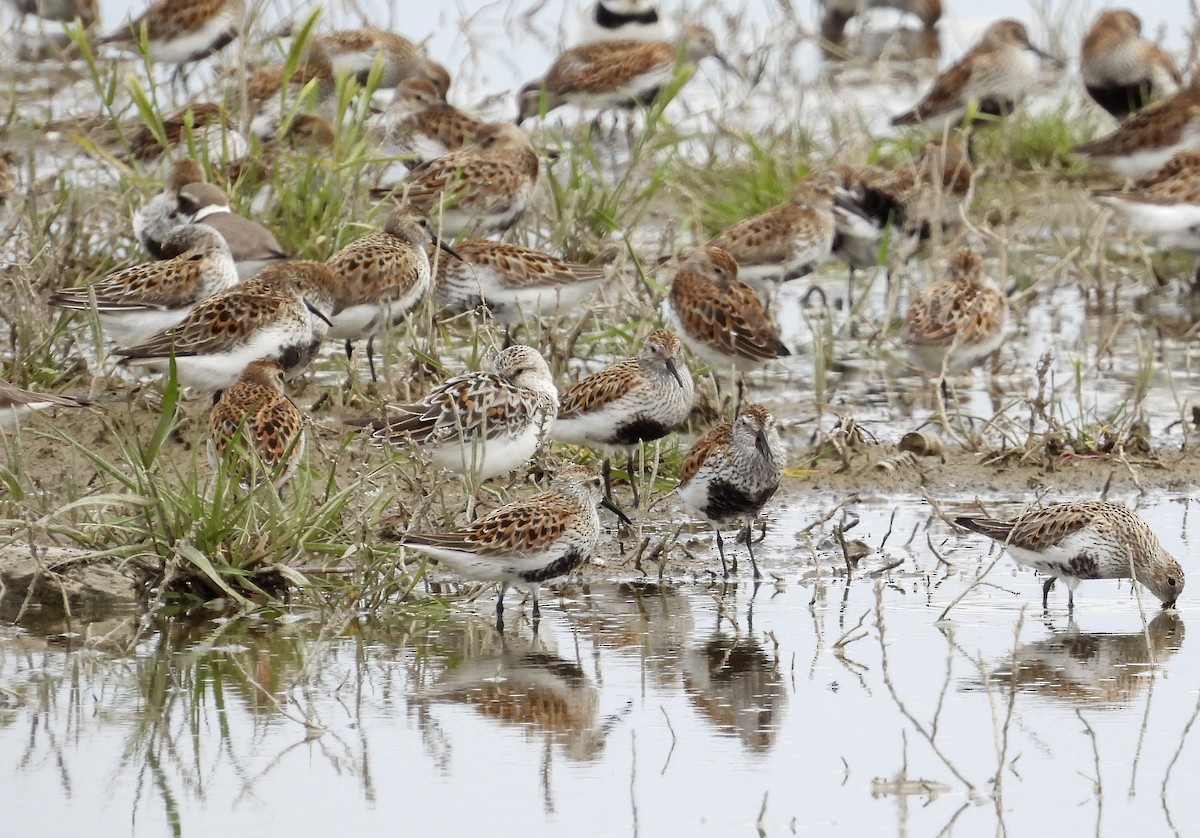 Sanderling - Alfonso Rodrigo