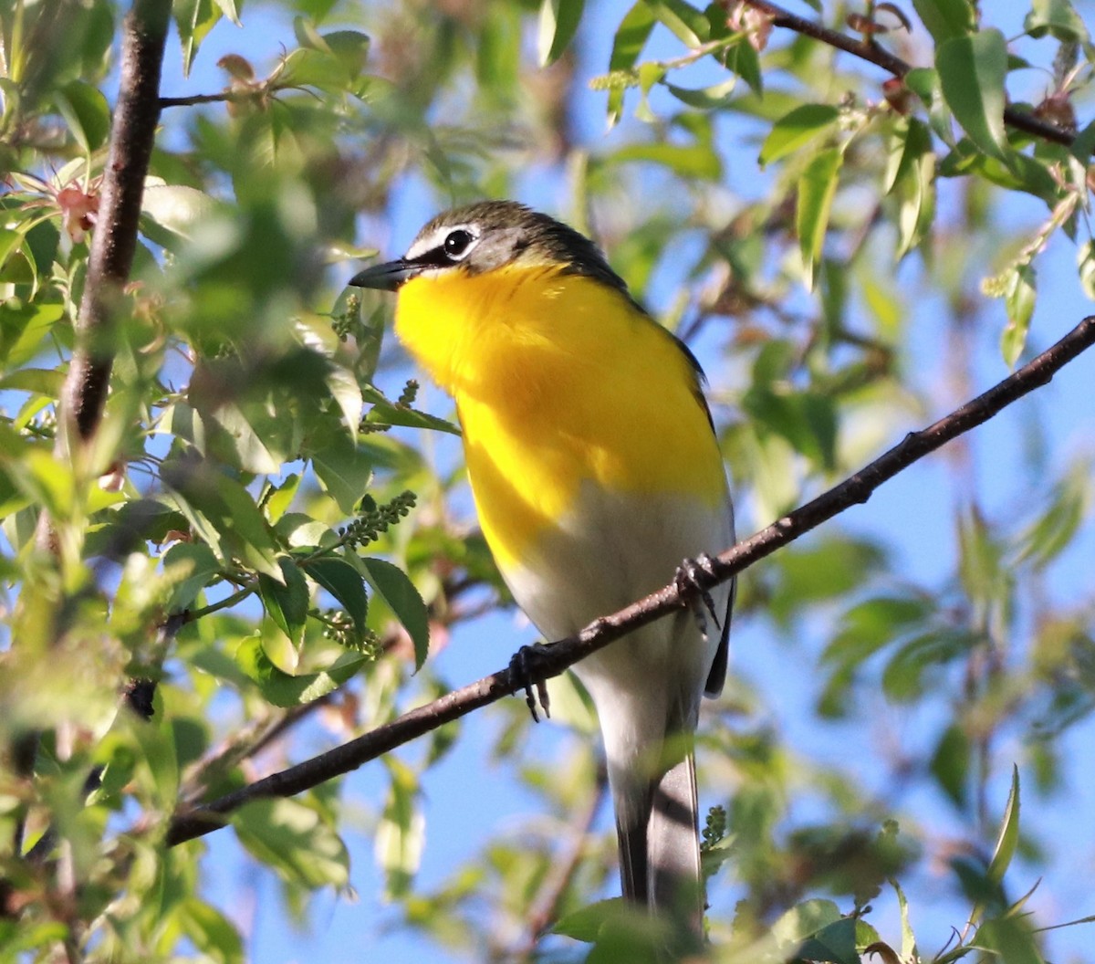 Yellow-breasted Chat - Will Burgoyne