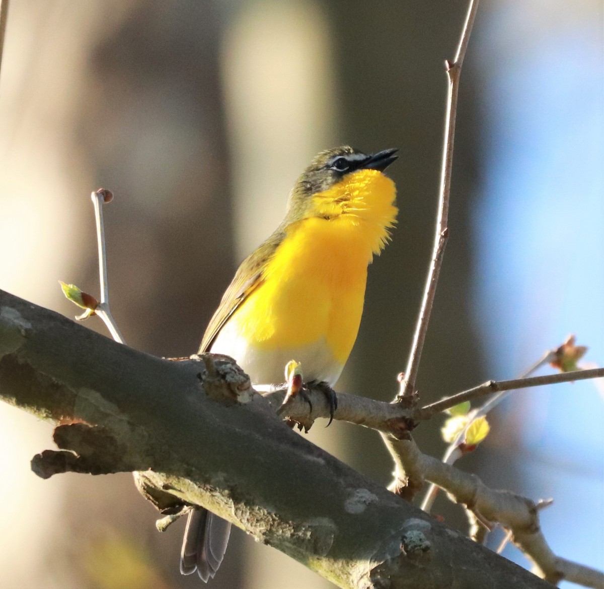Yellow-breasted Chat - Will Burgoyne