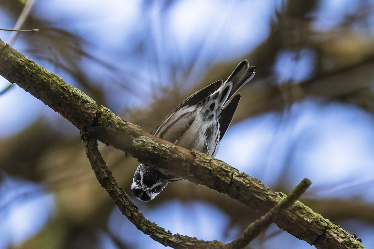 Black-and-white Warbler - ML332092541