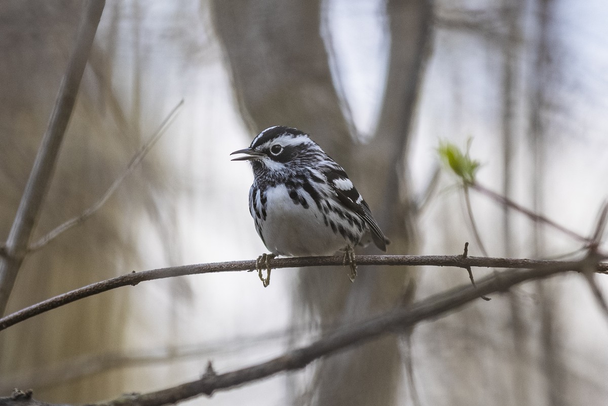 Black-and-white Warbler - ML332092561