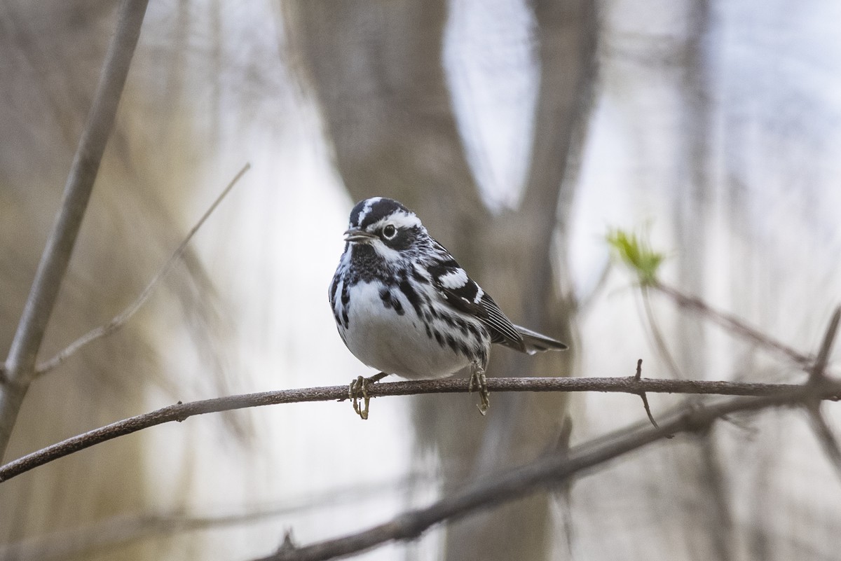 Black-and-white Warbler - ML332092651