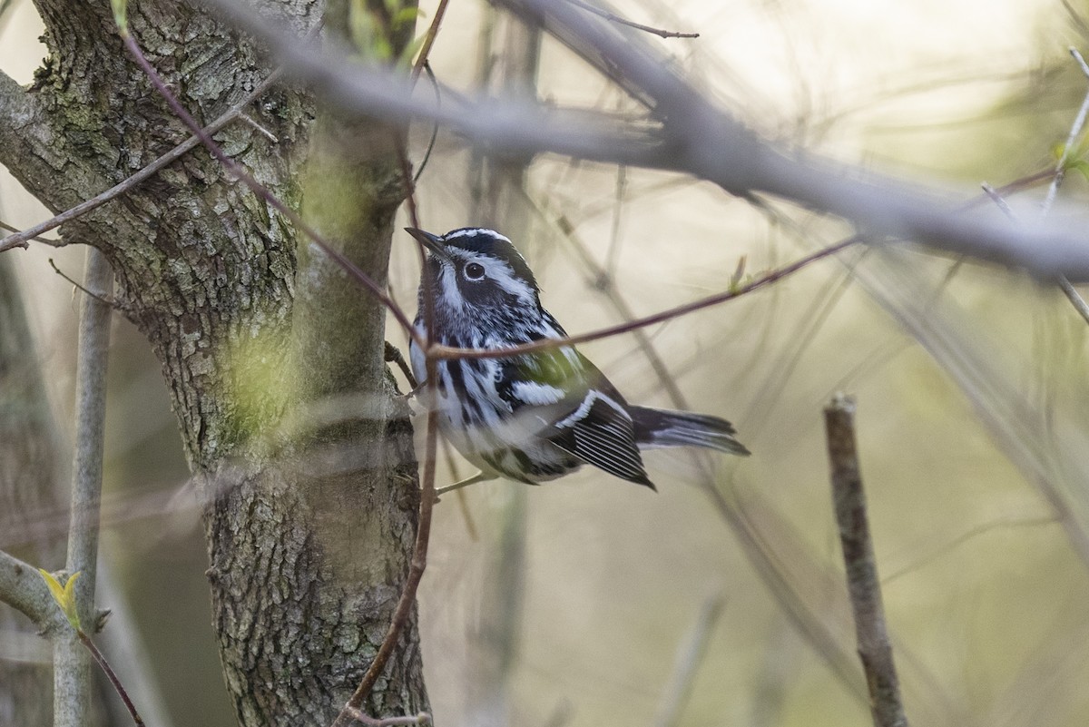 Black-and-white Warbler - ML332092761